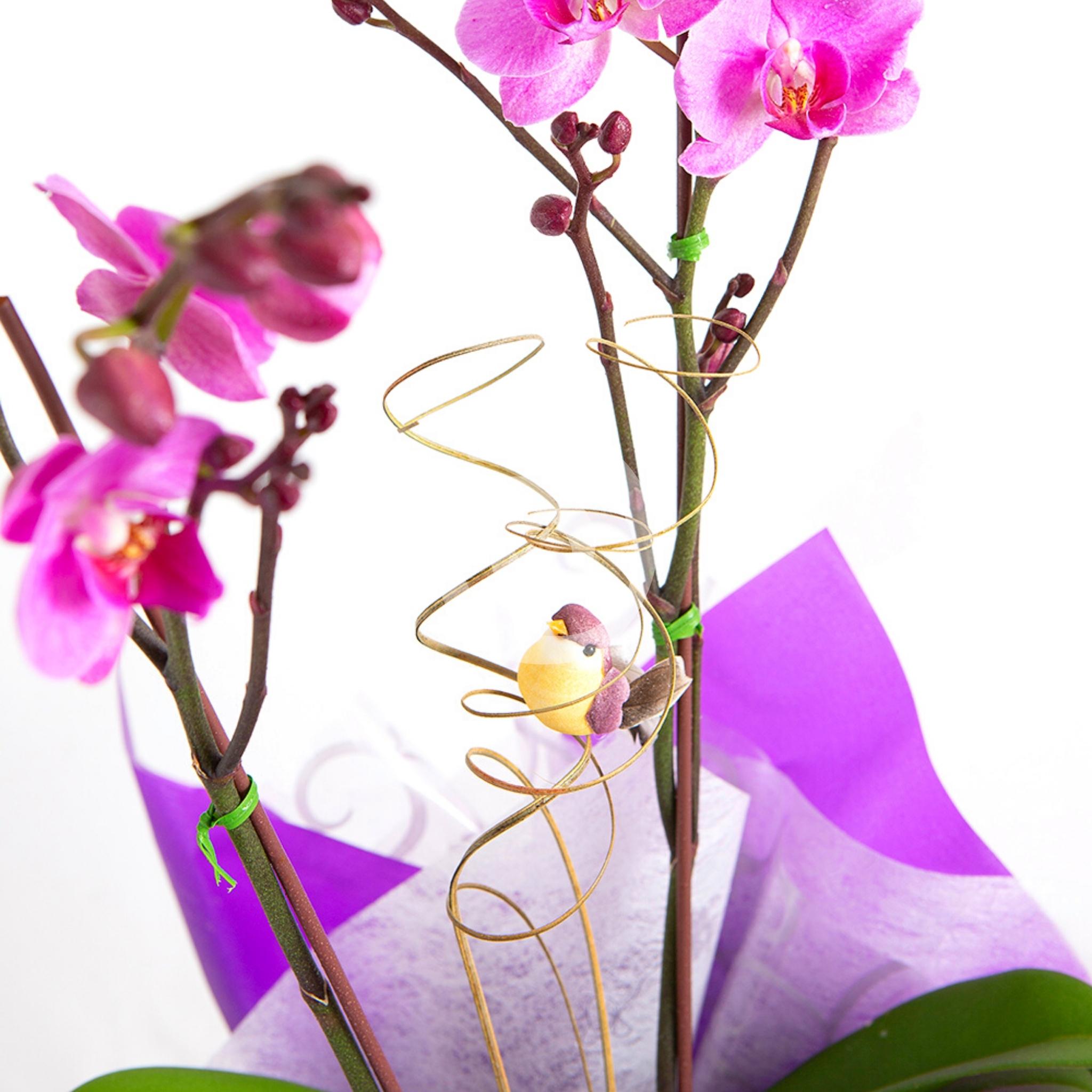 Orquídea Real - Planta de orquídea decorada - Amor - FRESFLOR by Quality |  Flores a domicilio en Quito - 2023