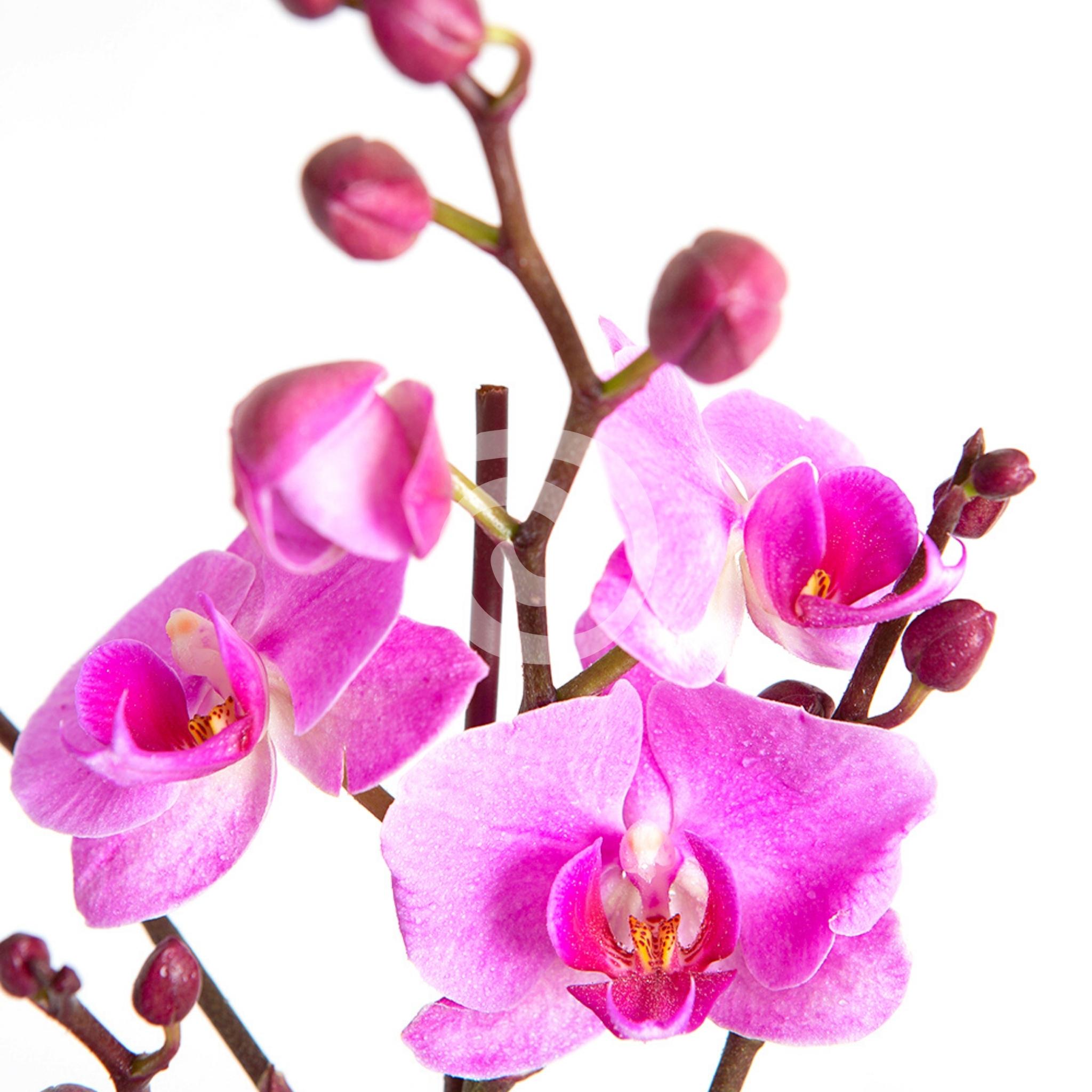 Orquídea Real - Planta de orquídea decorada - Amor - FRESFLOR by Quality |  Flores a domicilio en Quito - 2023