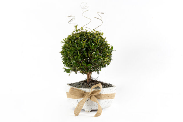 Bonsai Especial