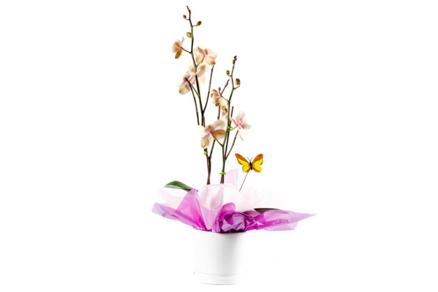 Orquídea Real
