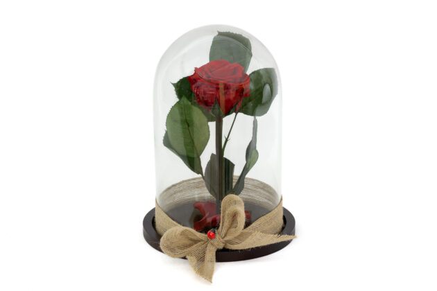 Belle Rose