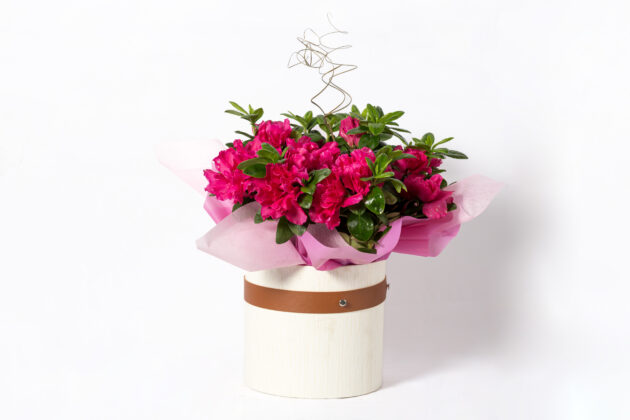 Azalea
