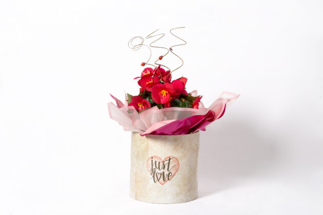 Begonia