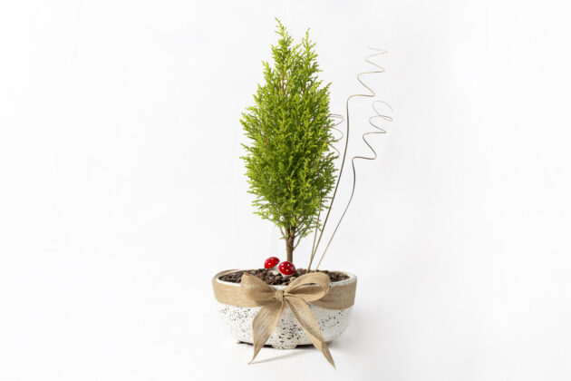 Bonsai Especial - Image 2