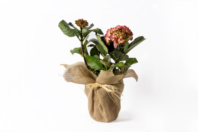 Hortensia Rústica