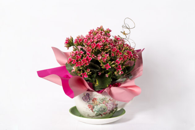Kalanchoe