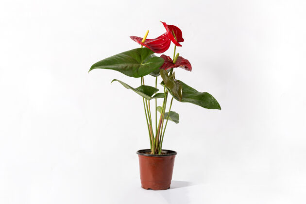 Mini Anturio