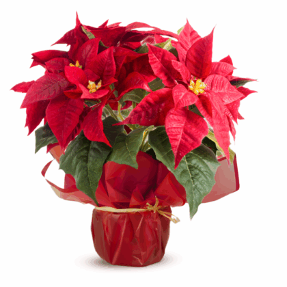 Poinsettia